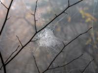 Dichtes Spinnennetz zwischen Zweigen